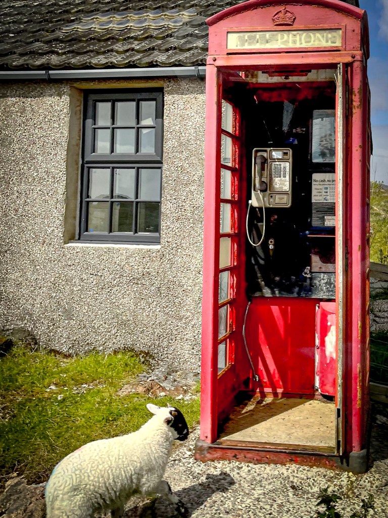 sheep about to enter a traditional British phone box
